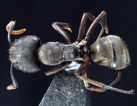 Camponotus stefanschoedli major Zettel & Zimmermann, 2007 dorsal