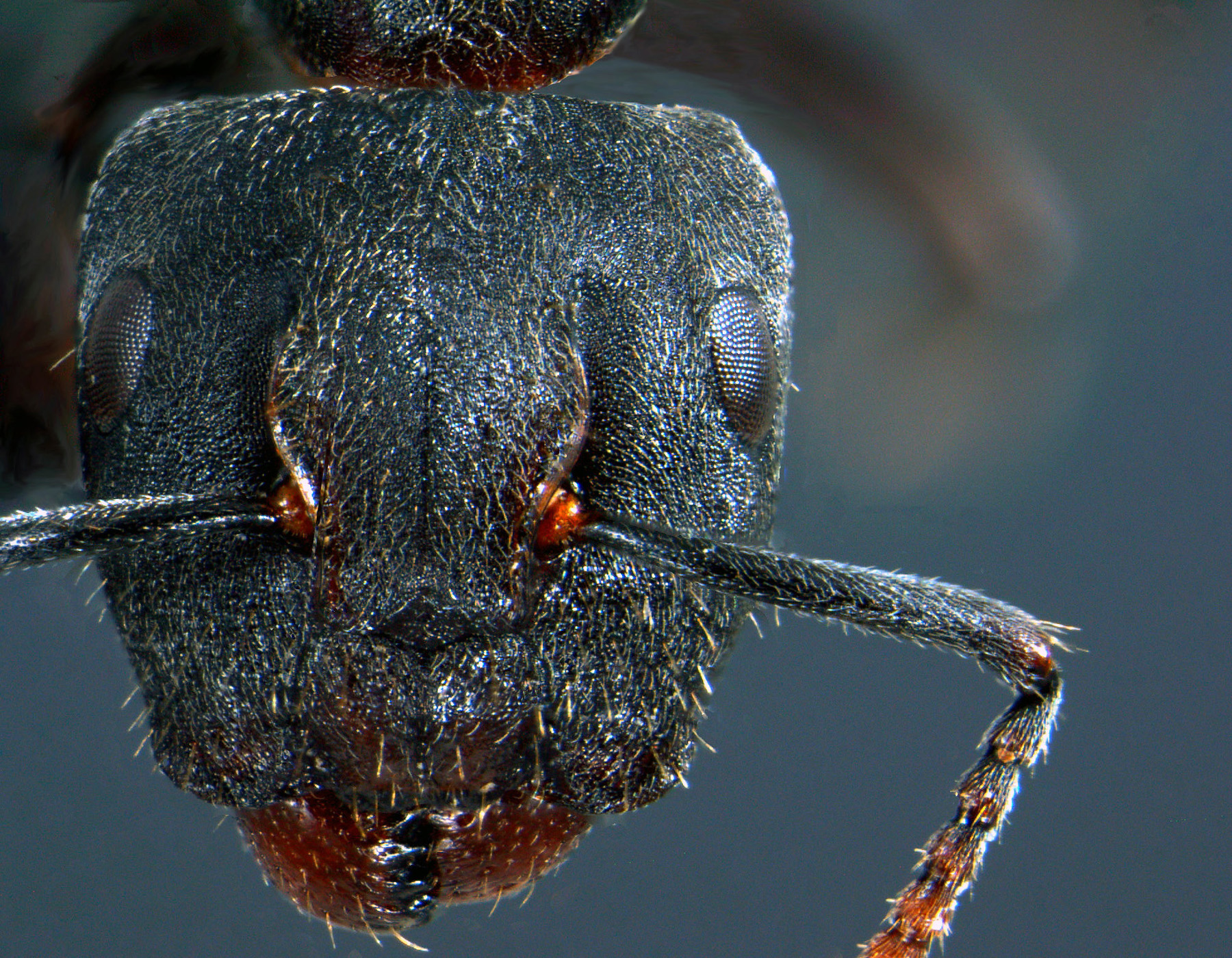 Foto Camponotus stefanschoedli major Zettel & Zimmermann, 2007 frontal