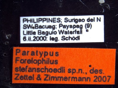 Camponotus stefanschoedli major Zettel & Zimmermann, 2007 Label