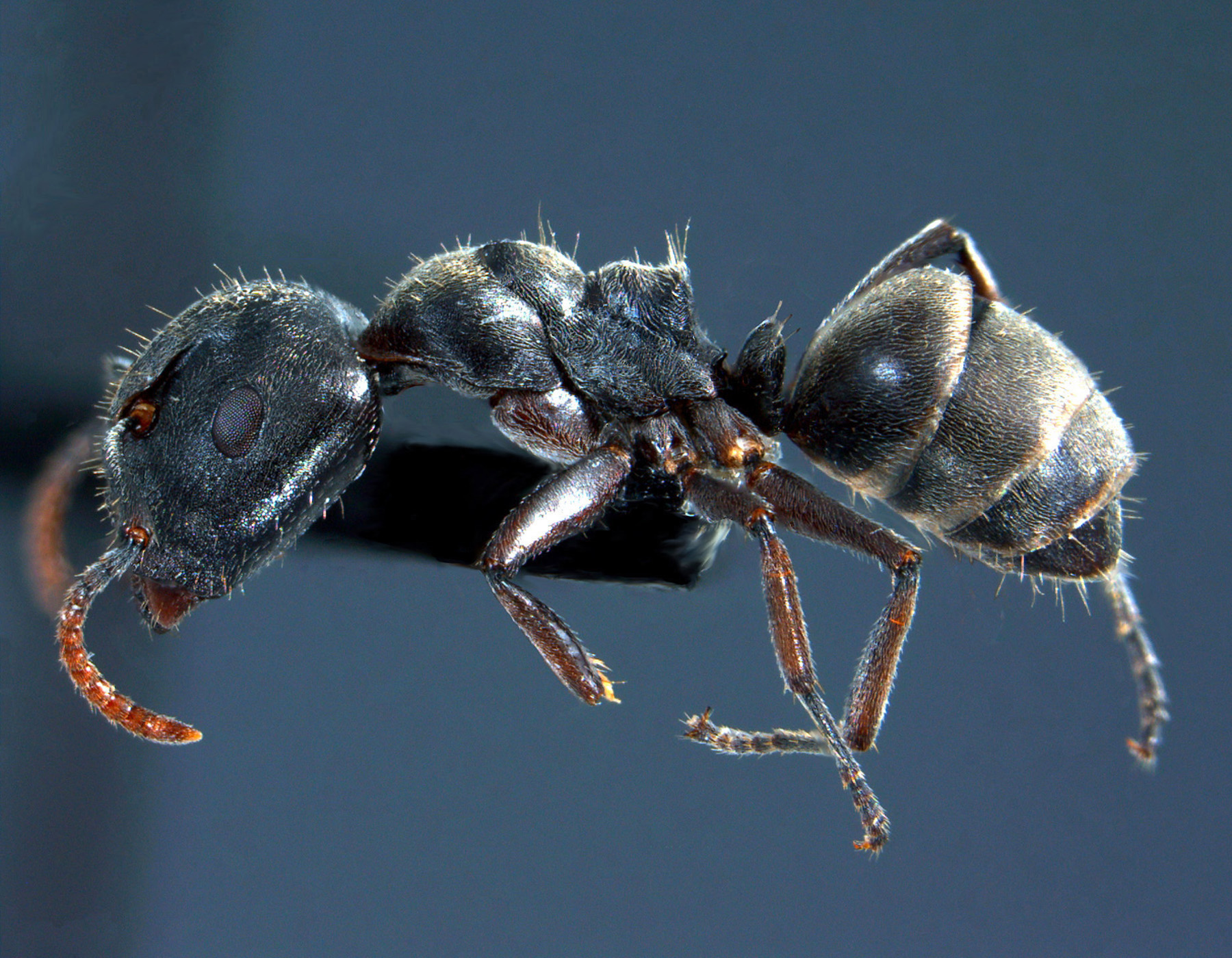 Foto Camponotus stefanschoedli major Zettel & Zimmermann, 2007 lateral