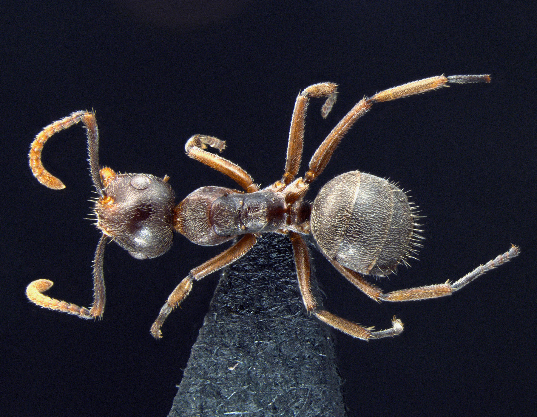 Foto Camponotus stefanschoedli minor Zettel & Zimmermann, 2007 dorsal