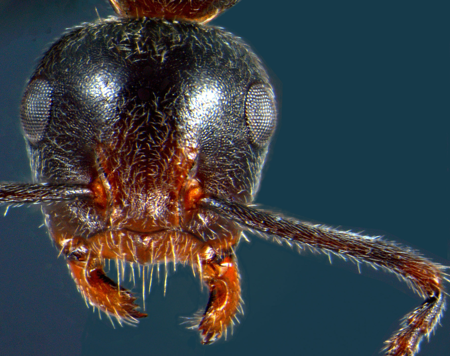 Foto Camponotus stefanschoedli minor Zettel & Zimmermann, 2007 frontal