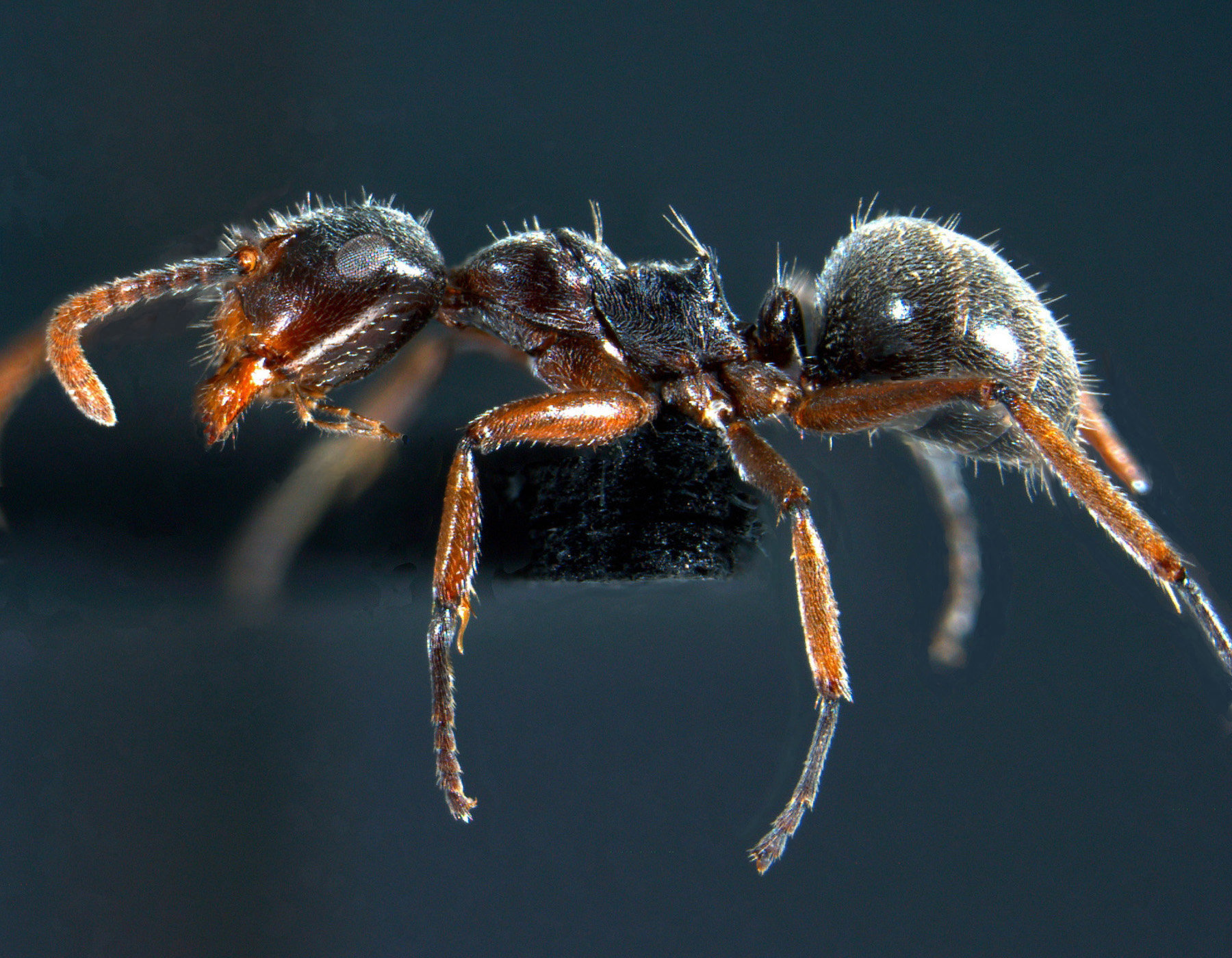 Foto Camponotus stefanschoedli minor Zettel & Zimmermann, 2007 lateral