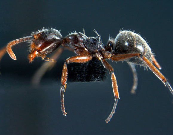 Camponotus stefanschoedli minor Zettel & Zimmermann, 2007 lateral