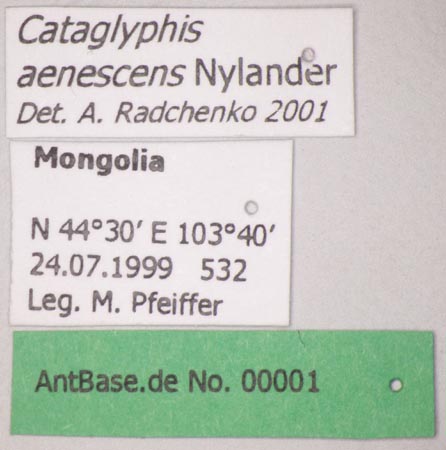 Cataglyphis aenescens Nylander, 1849 Label