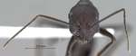 Cataglyphis bellicosus Karavaiev, 1924 frontal
