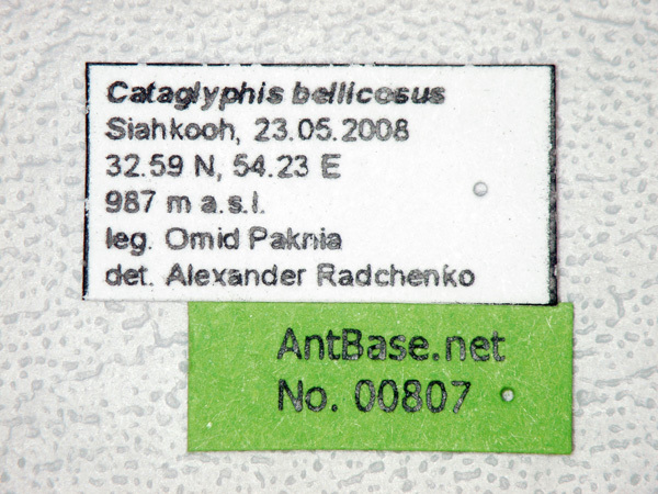 Foto Cataglyphis bellicosus Karavaiev, 1924 Label