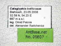 Cataglyphis bellicosus Karavaiev, 1924 Label