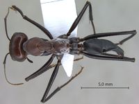 Cataglyphis bergianus Arnol'di, 1964 dorsal