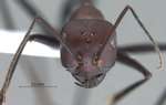 Cataglyphis bergianus Arnol'di, 1964 frontal