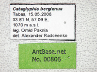 Cataglyphis bergianus Arnol'di, 1964 Label