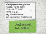 Cataglyphis bergianus Arnol'di, 1964 Label