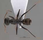 Cataglyphis cugiai Menozzi, 1939 dorsal