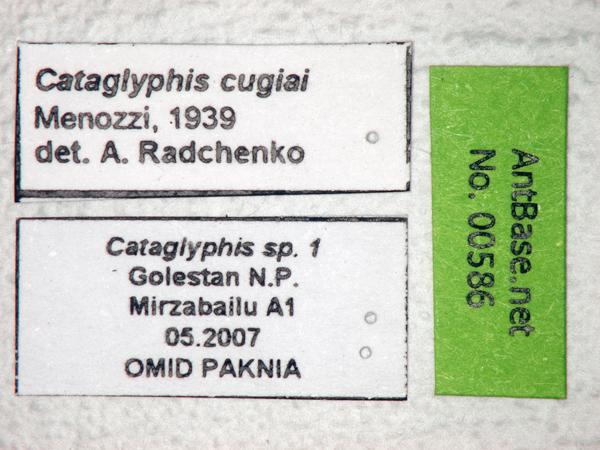 Foto Cataglyphis cugiai Menozzi, 1939 Label