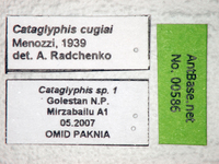 Cataglyphis cugiai Menozzi, 1939 Label