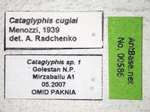 Cataglyphis cugiai Menozzi, 1939 Label