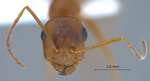 Cataglyphis frigidus persicus Emery, 1906 frontal