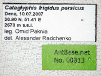 Cataglyphis frigidus persicus Emery, 1906 Label