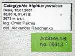 Cataglyphis frigidus persicus Emery, 1906 Label