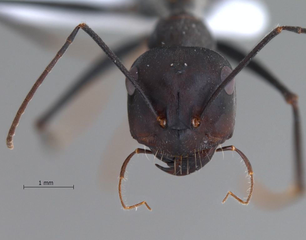 Cataglyphis isis Forel, 1913 frontal