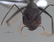 Cataglyphis isis Forel, 1913 frontal