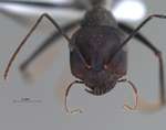 Cataglyphis isis Forel, 1913 frontal