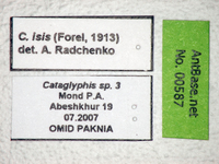 Cataglyphis isis Forel, 1913 Label