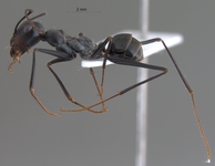 Cataglyphis isis Forel, 1913 lateral