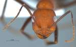 Cataglyphis kurdistanicus Pisarski, 1965 frontal