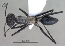 Cataglyphis niger Andr�, 1881 dorsal
