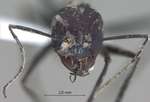 Cataglyphis niger Andr�, 1881 frontal