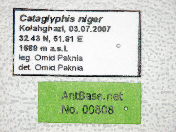 Foto Cataglyphis niger Andr, 1881 Label