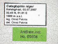 Cataglyphis niger Andr, 1881 Label