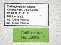 Cataglyphis niger Andr�, 1881 Label