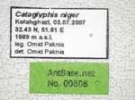Cataglyphis niger Andr�, 1881 Label