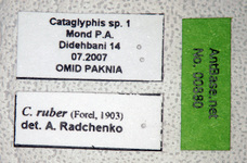Cataglyphis ruber Forel, 1903 Label