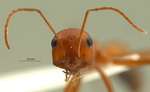 Cataglyphis setipes Forel, 1894 frontal