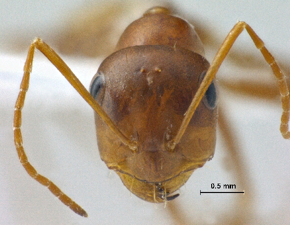Cataglyphis sp. Foerster, 1850 frontal