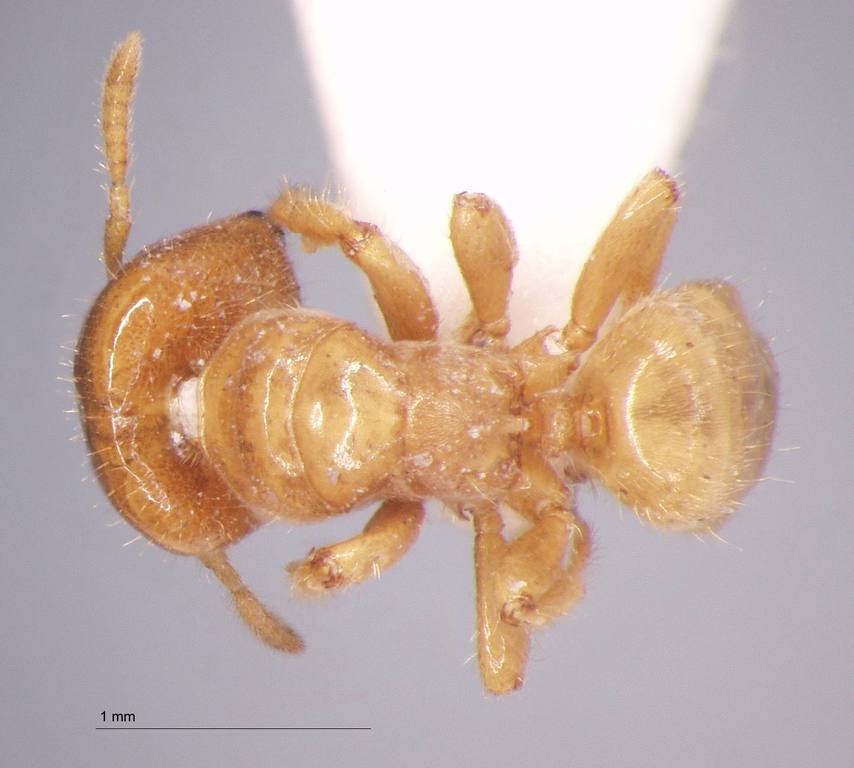 Foto Cladomyrma crypteroniae Agosti, Moog, Maschwitz, 1999 dorsal