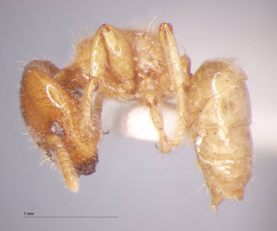 Foto Cladomyrma crypteroniae Agosti, Moog, Maschwitz, 1999 lateral