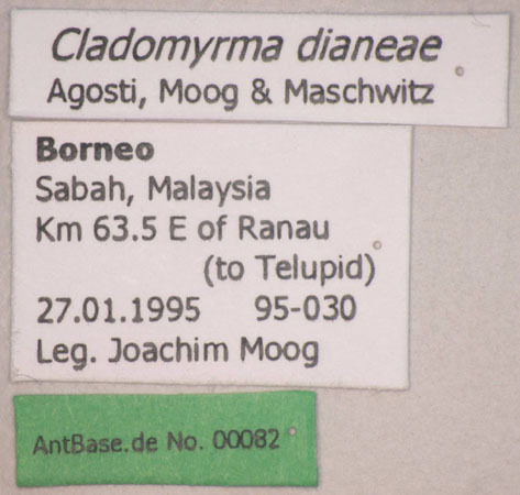 Foto Cladomyrma dianeae Agosti, Moog, Maschwitz, 1999 Label