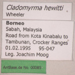 Cladomyrma hewitti Wheeler, 1910 Label