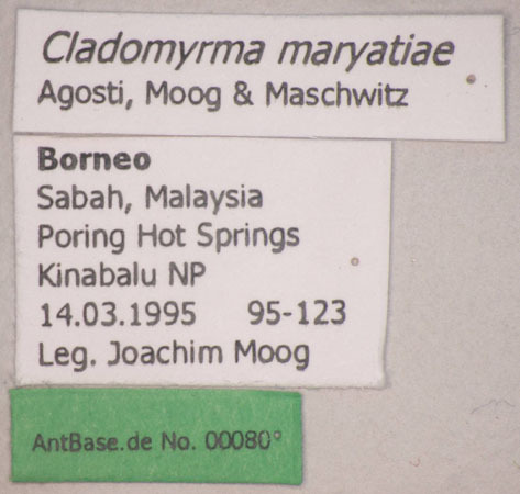 Foto Cladomyrma maryatiae Agosti, Moog, Maschwitz, 1999 Label