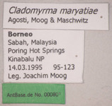 Cladomyrma maryatiae Agosti, Moog, Maschwitz, 1999 Label