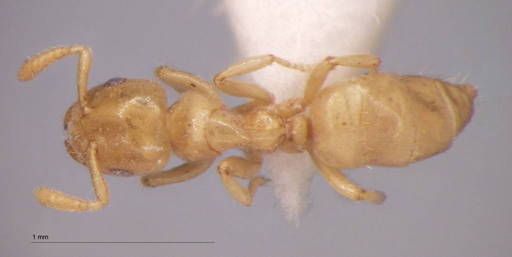 Foto Cladomyrma maschwitzi Agosti, 1991 dorsal