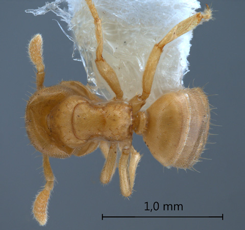 Cladomyrma maschwitzi Agosti, 1991 dorsal