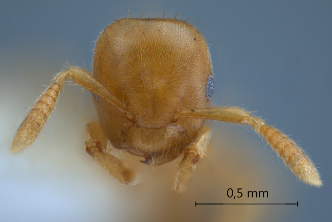 Cladomyrma maschwitzi Agosti, 1991 frontal