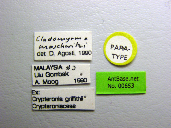 Foto Cladomyrma maschwitzi Agosti, 1991 Label