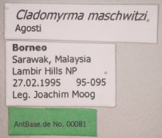 Foto Cladomyrma maschwitzi Agosti, 1991 Label