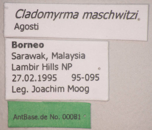 Cladomyrma maschwitzi Agosti, 1991 Label